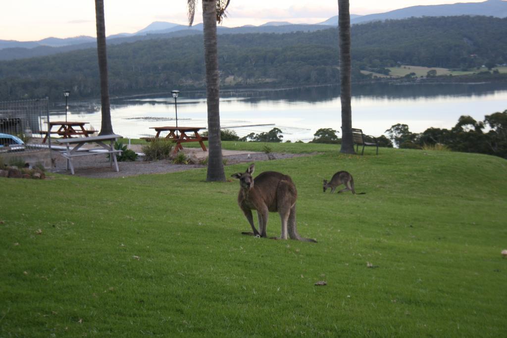 Norfolk Pines Motel Merimbula Esterno foto