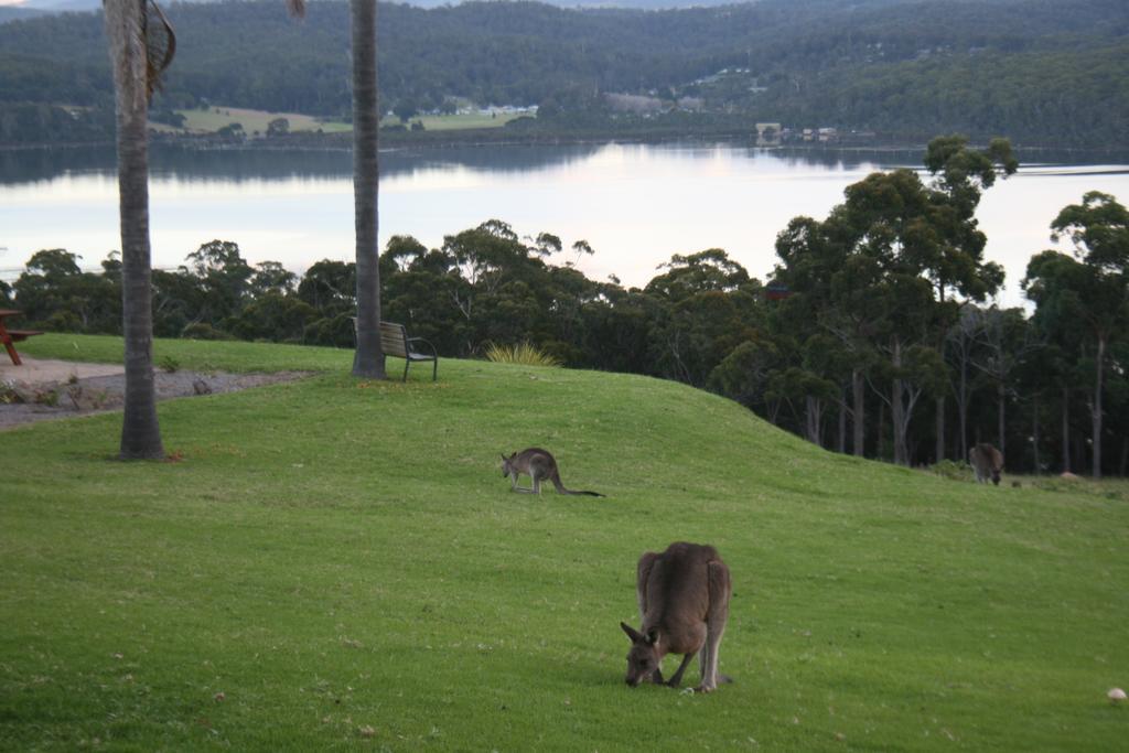 Norfolk Pines Motel Merimbula Esterno foto