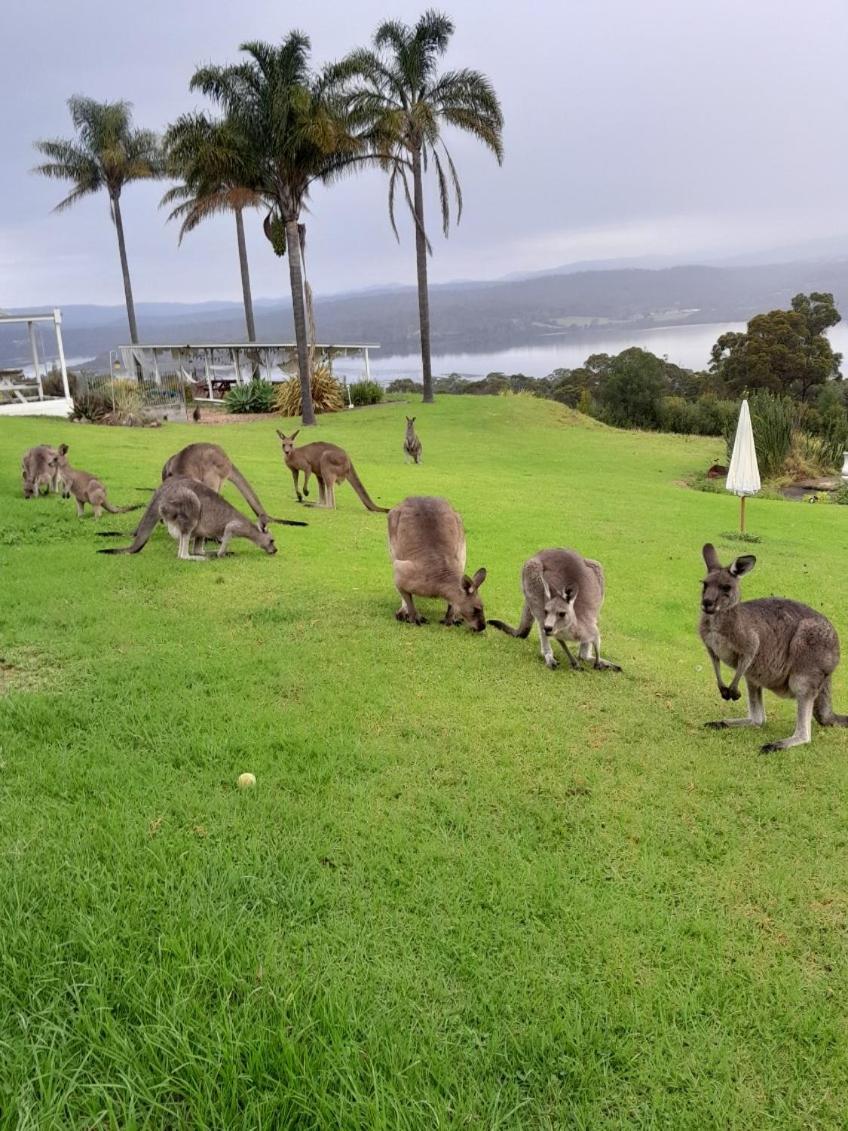 Norfolk Pines Motel Merimbula Esterno foto
