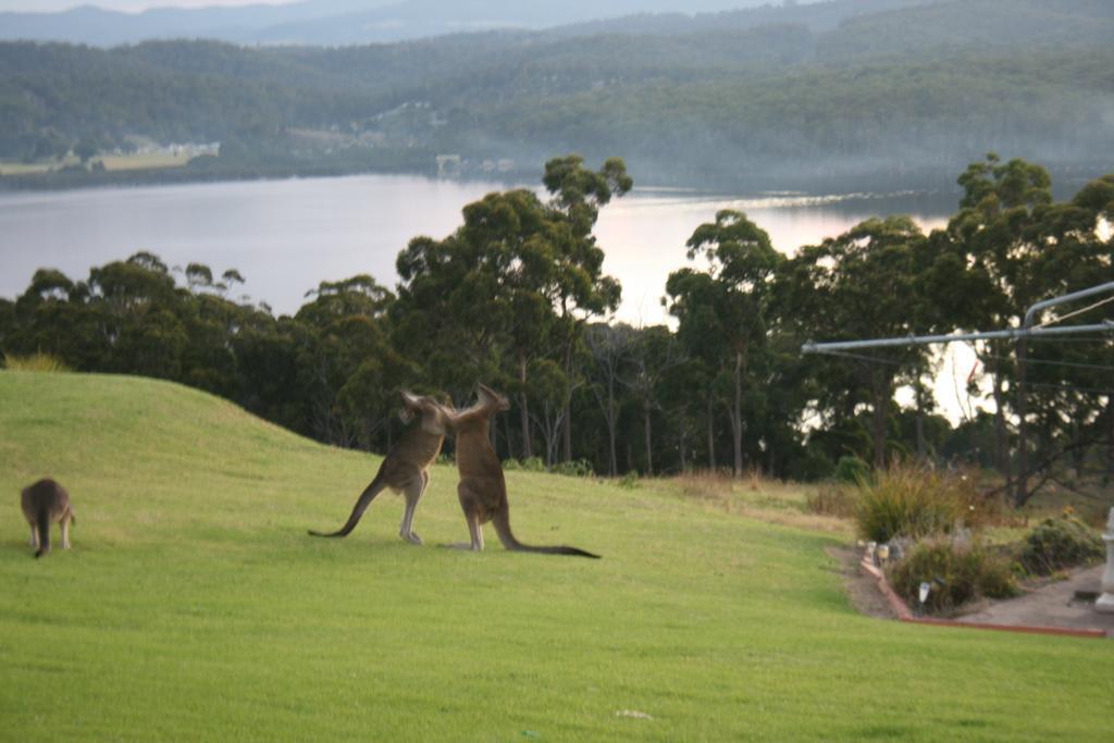 Norfolk Pines Motel Merimbula Esterno foto